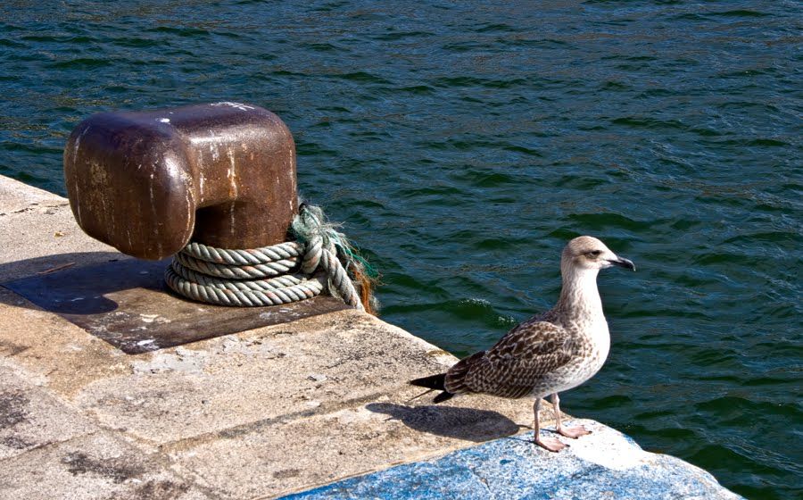 Encuentros con la mar del Clúster Marítimo Español
