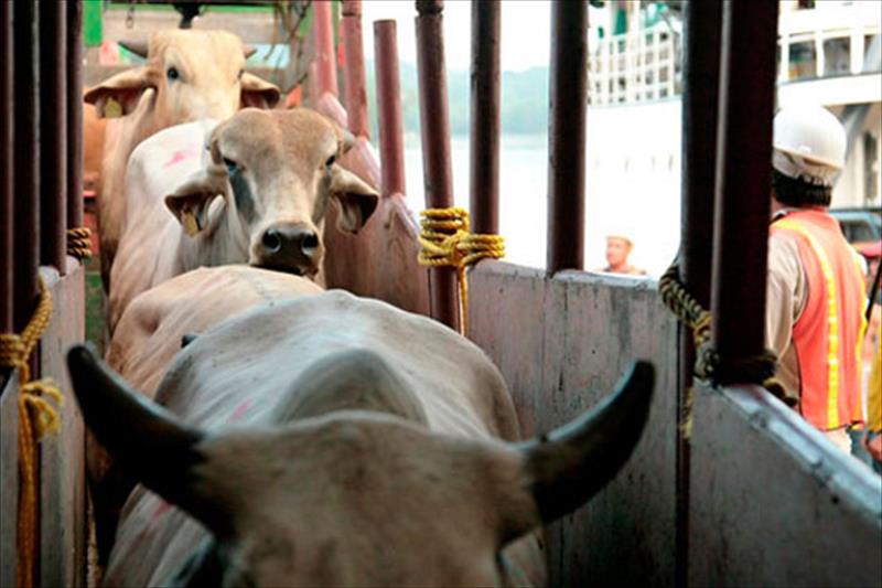 El puerto de Tarragona consolida su posicion en la exportacion de ganado vivo