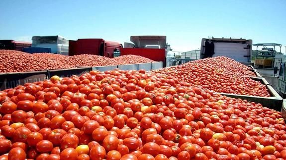 Transporte tomate