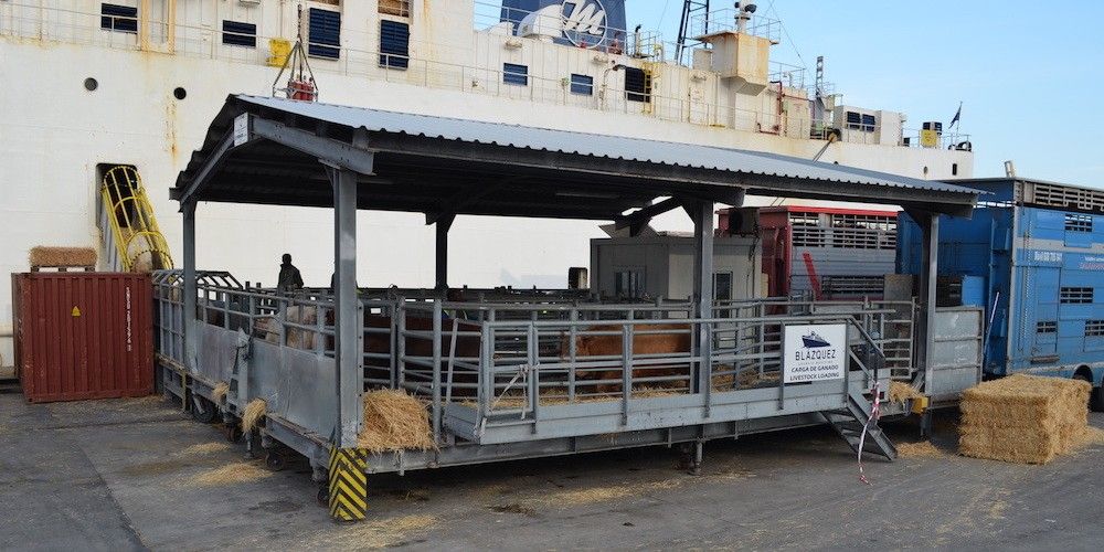 Trafico de ganado vivo en el puerto de Cartagena Trafico de ganado vivo en el puerto de Cartagena