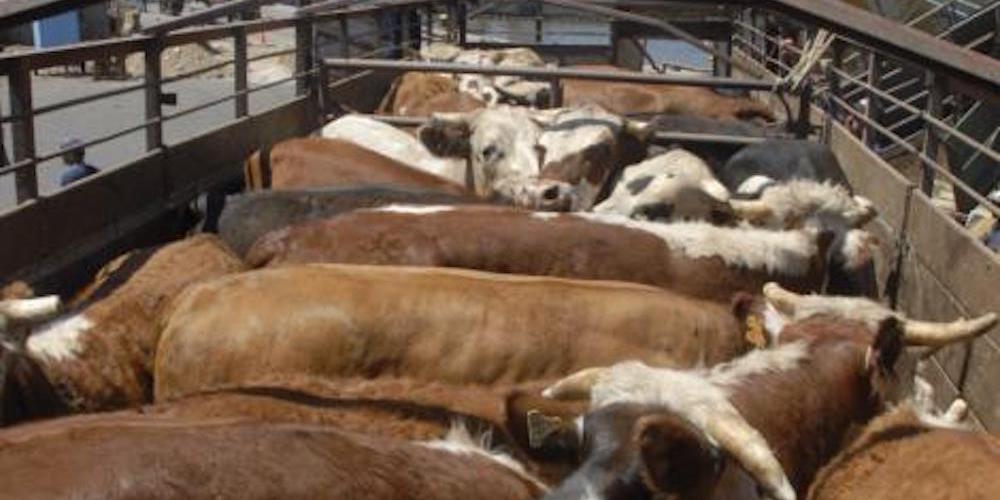 transporte de ganado vivo