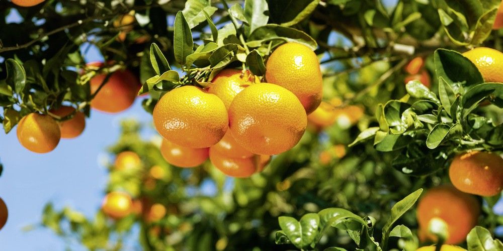 mandarinas en el arbol fruta hortofruticola
