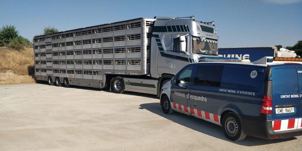 inspeccion mossos de esquadra camion ganado