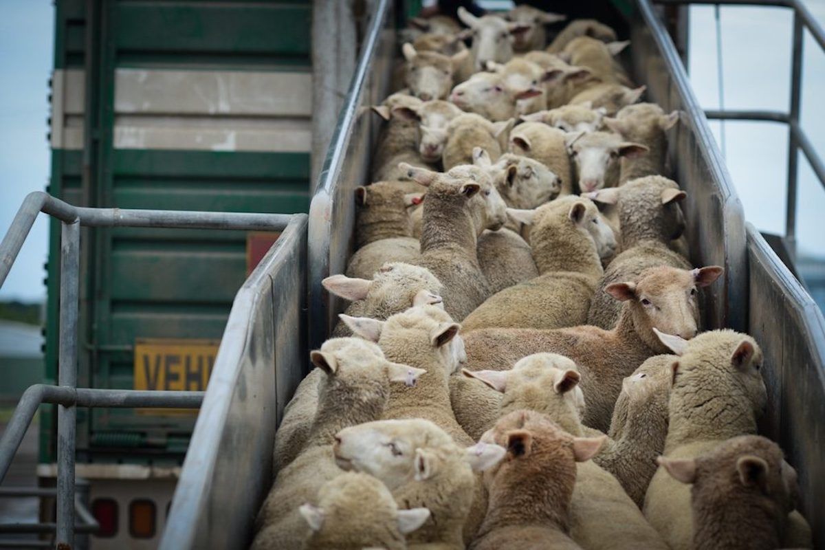 transporte animales vivos ovejas