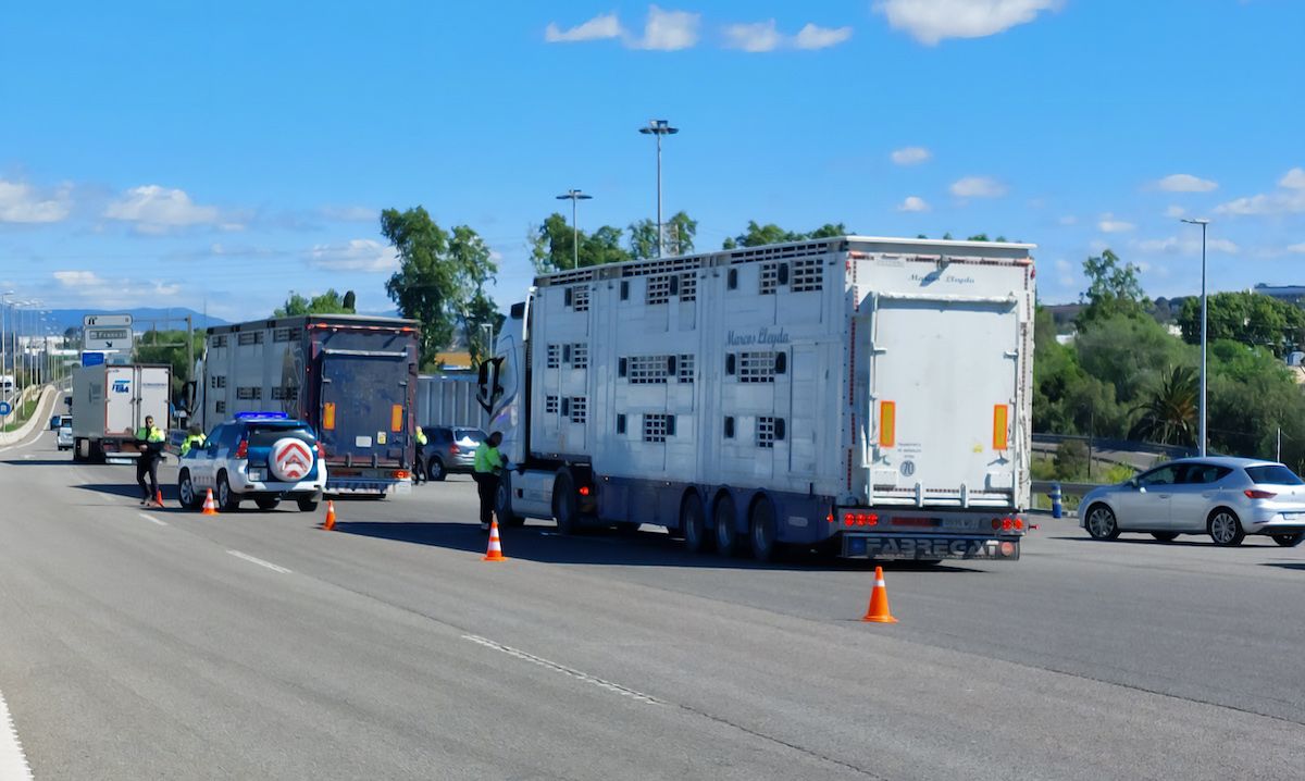 control camion ganado puerto tarragona mossos d esquadra cataluna