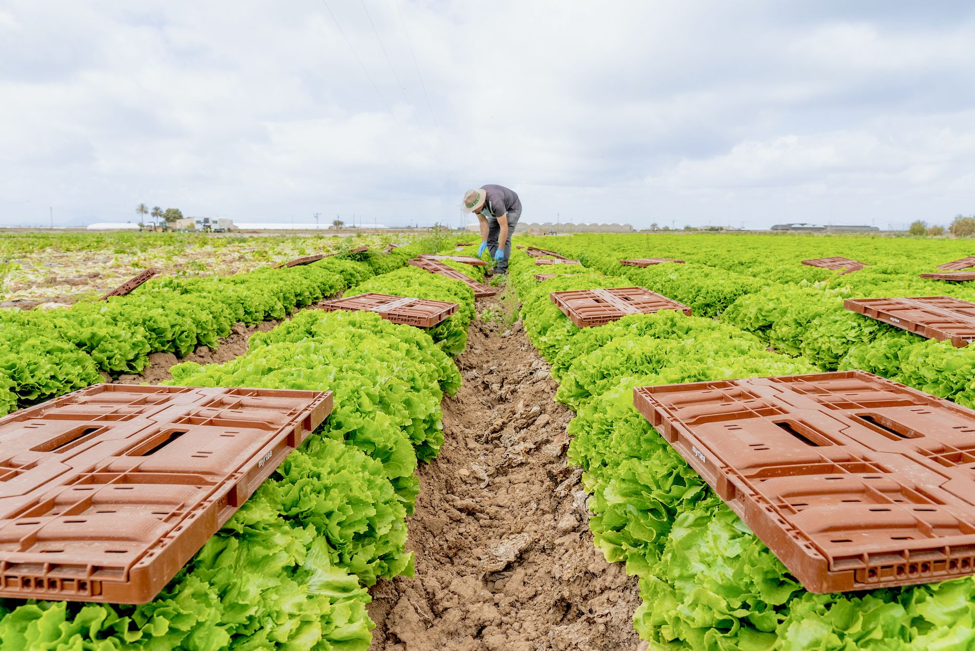 Tosca envases plegables para el sector hortofruticola Tosca envases plegables para el sector hortofruticola