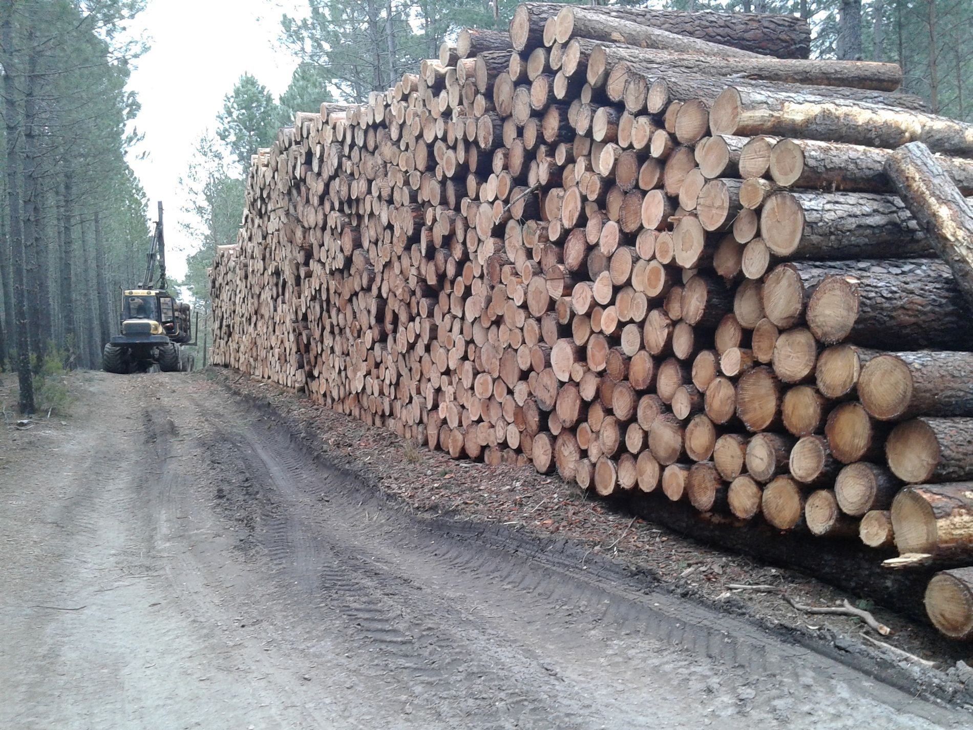 explotacion forestal explotacion forestal