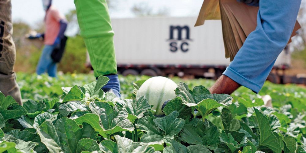 transporte fruta MSC 02