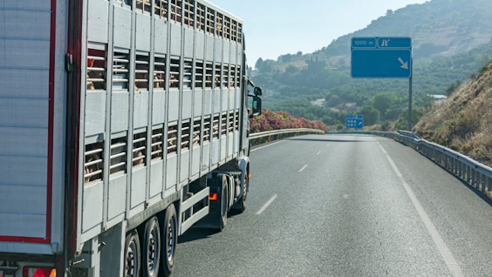 Camion cerdos carretera Camion cerdos carretera