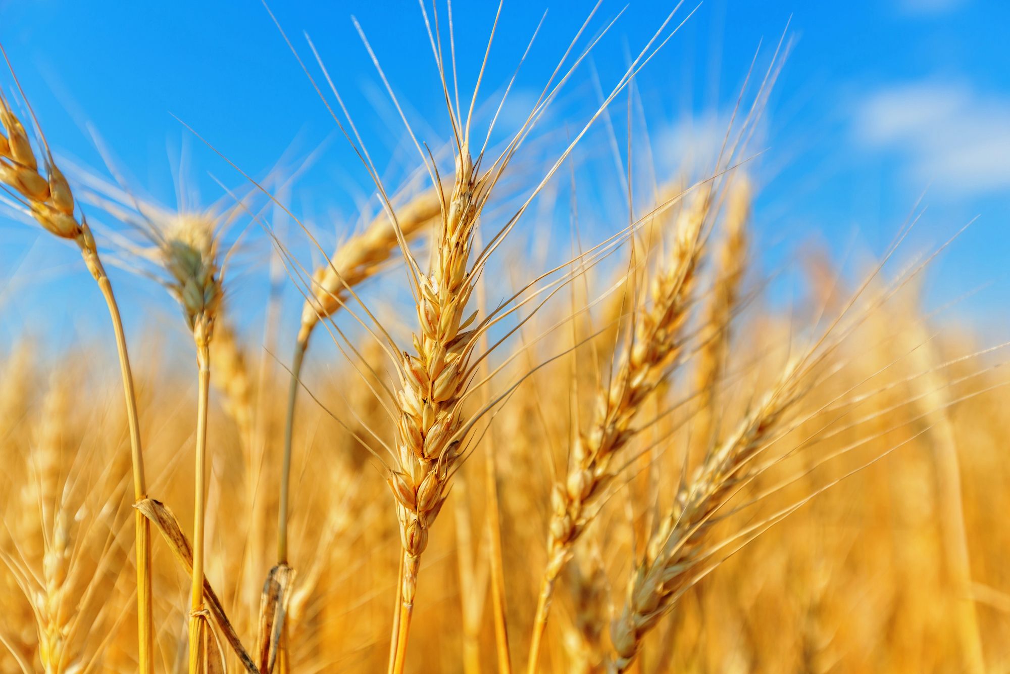 SEEDS: Medir la cadena y anticipar las decisiones, las dos herramientas digitales clave para el cereal mediterráneo SEEDS: Medir la cadena y anticipar las decisiones, las dos herramientas digitales clave para el cereal mediterráneo