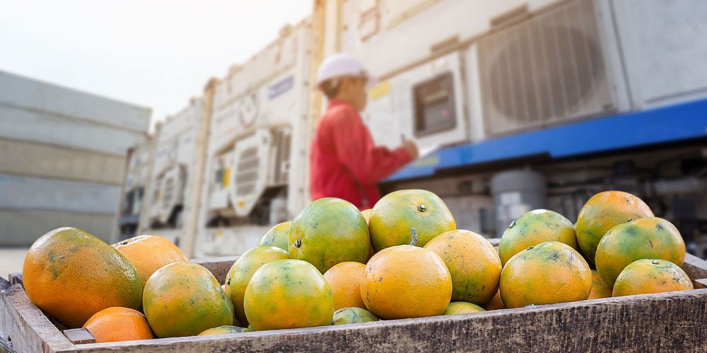 DSVhortofruticola copia