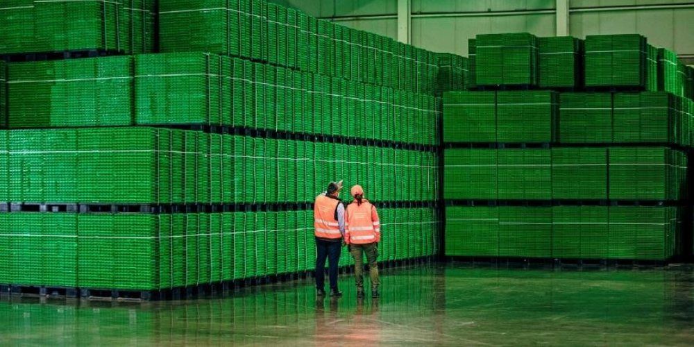 logifruit-cajas logifruit-cajas