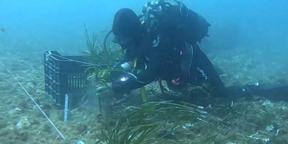 posidonia puerto cartagena