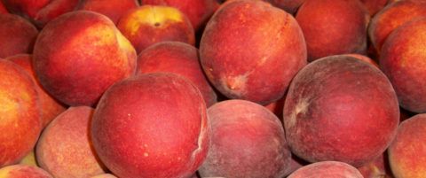 fruta-melocones-transporte-frigorifico